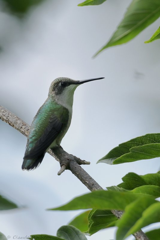 Colibri  gorge rubis / Ruby-throated Hummingbird