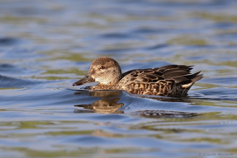 Sarcelle d'hiver / Green-winged Teal