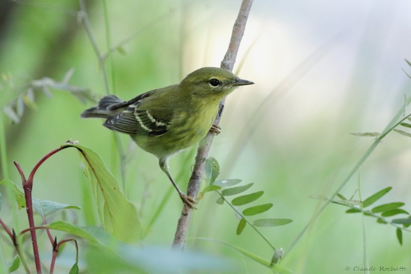 Paruline raye / Blackpoll Warbler