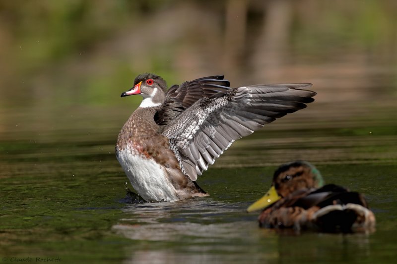 Canard branchu / Wood Duck