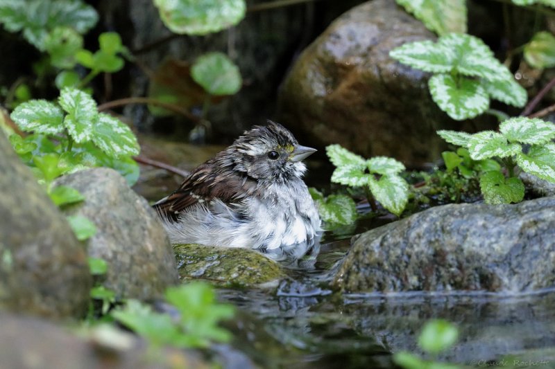 Bruant  gorge blanche / White-throated Sparrow