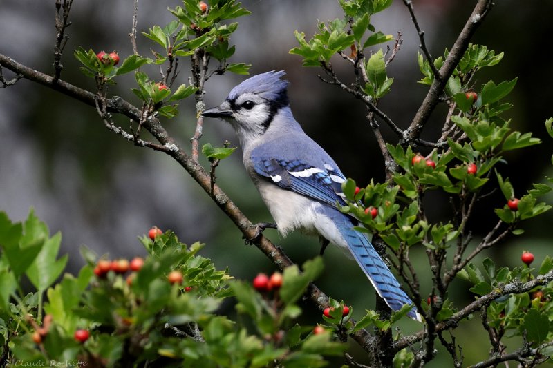 Geai bleu / Blue Jay