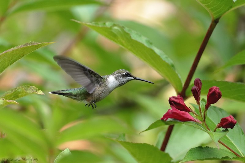 Colibri  gorge rubis / Ruby-throated Hummingbird