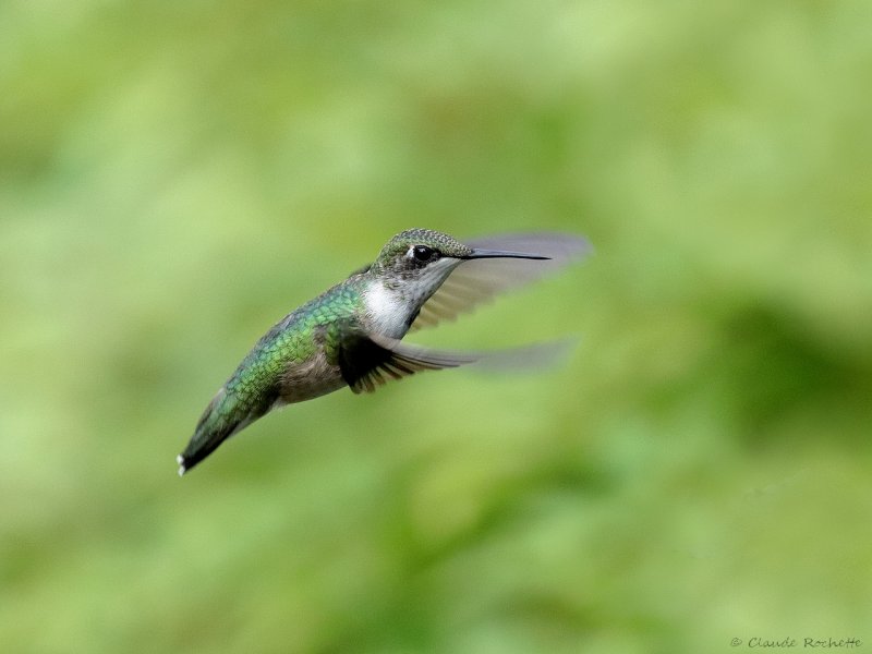 Colibri  gorge rubis / Ruby-throated Hummingbird