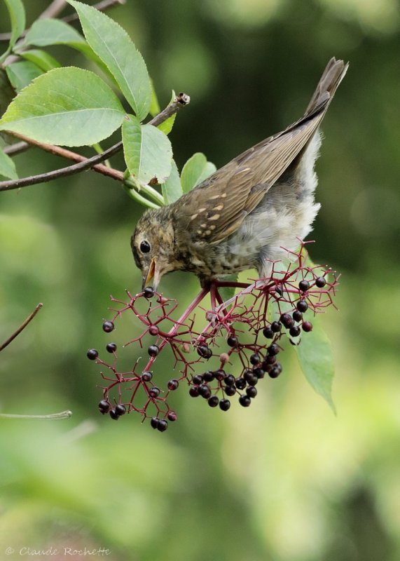 Grive  dos olive / Swainson's Thrush