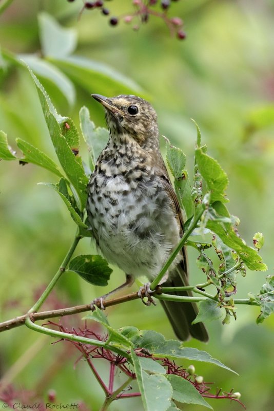 Grive  dos olive / Swainsons Thrush