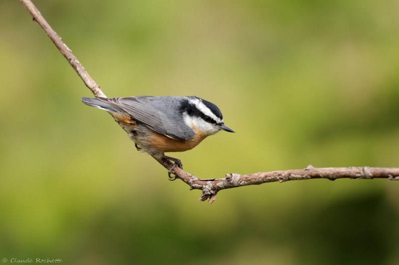 Sittelle à poitrine rousse / Red-breasted Nuthatch