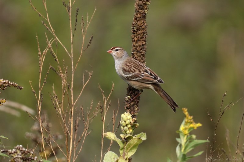 Bruant  couronne blanche / White-crowned Sparrow