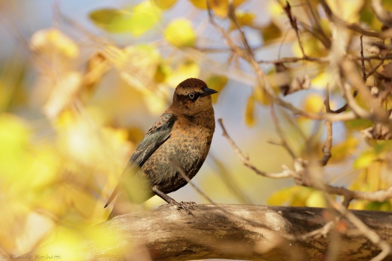 Quiscale rouilleux / Rusty Blackbird