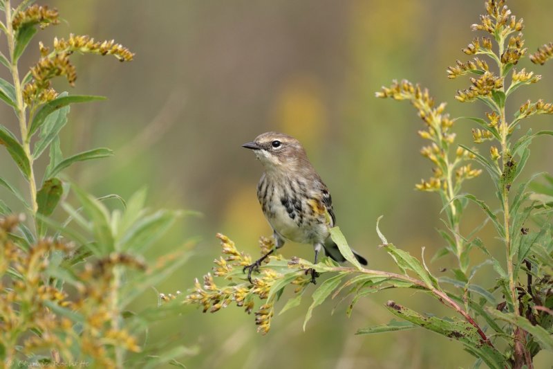 Paruline  croupion jaune / Yellow-rumped Warbler