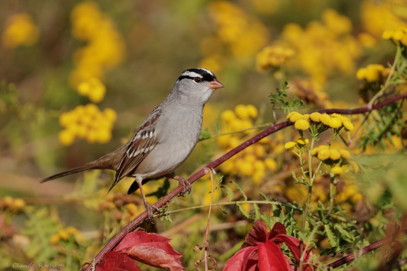 Bruant  couronne blanche / White-crowned Sparrow