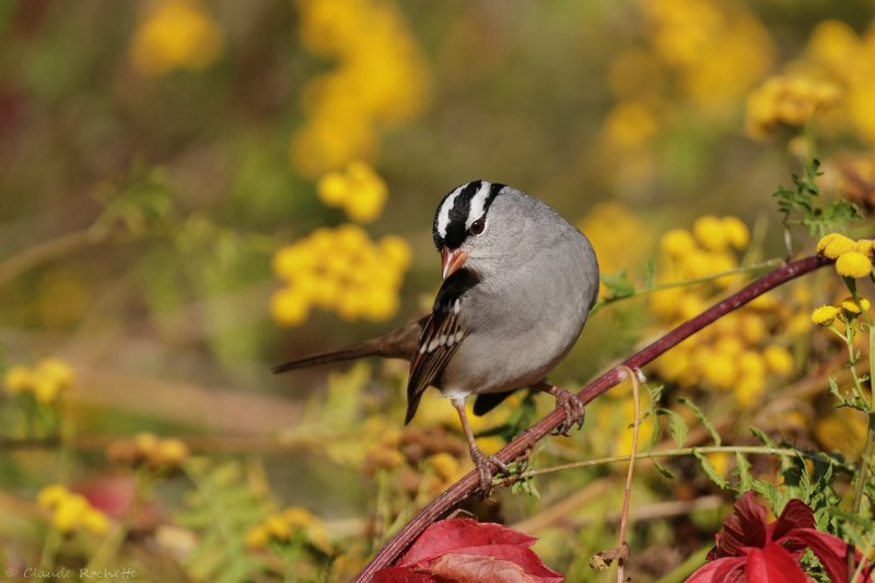 Bruant  couronne blanche / White-crowned Sparrow