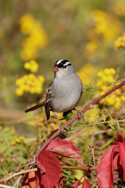 Bruant  couronne blanche / White-crowned Sparrow