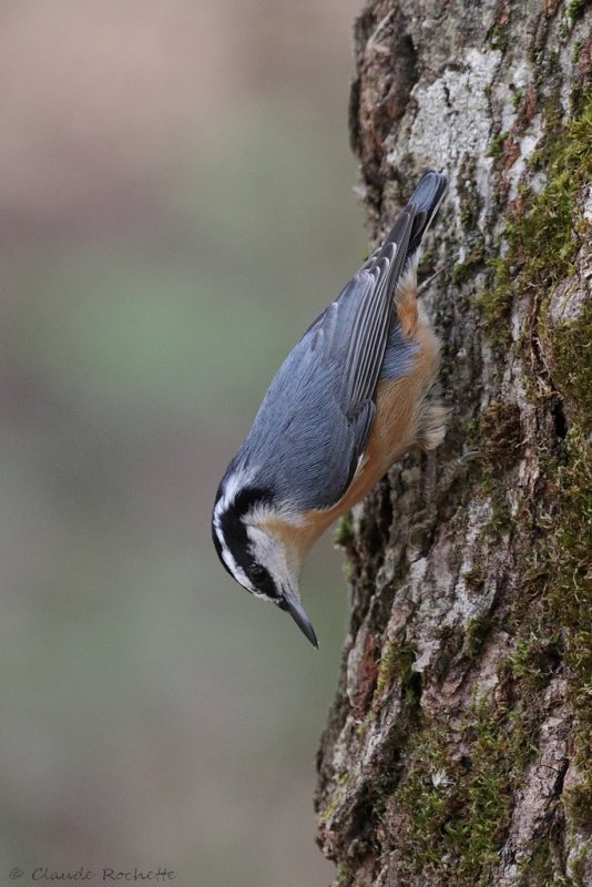 Sittelle à poitrine rousse / Red-breasted Nuthatch