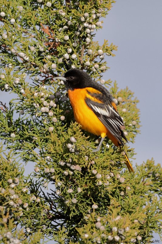 Oriole de Baltimore /  Baltimore Oriole