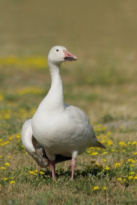 Oie des neiges / Snow Goose