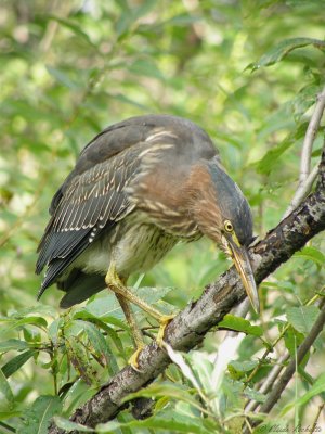 Hron vert / Green Heron