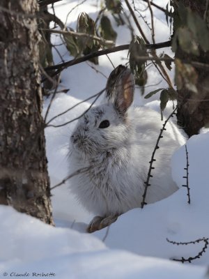 Lièvre dAmérique / Snowshoe Hare