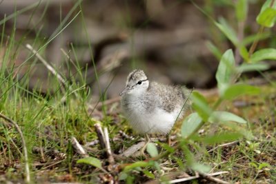 Chevalier grivel / Spotted Sandpiper