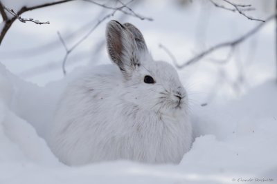 Lièvre dAmérique / Snowshoe Hare