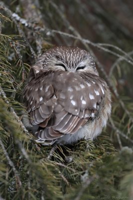 Petite nyctale / Northern Saw-whet Owl