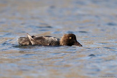 Garrot à oeil dor / Common Goldeneye