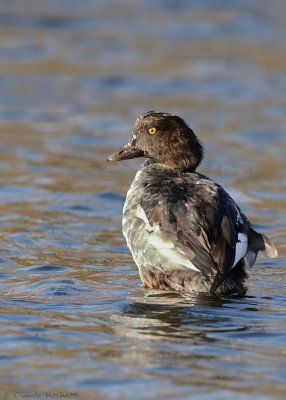 Garrot à oeil dor / Common Goldeneye