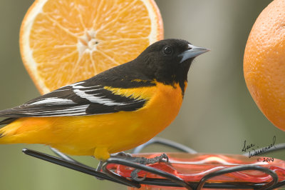 Baltimore Oriole