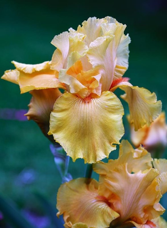 Reblooming Iris ... I Love The Colours!