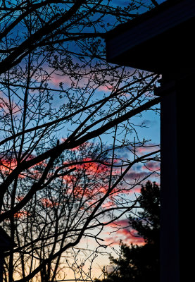 missed the sunset and only got the trees, .. side of the house