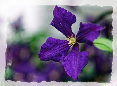 again my favourite clematis :)