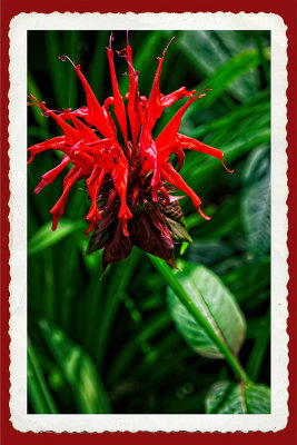 bee balm