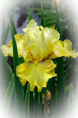 re-blooming iris