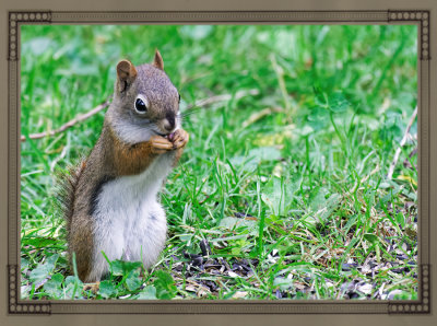 One of the red squirrel babies from this spring :)