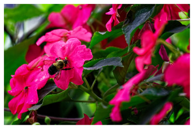 Impatiens and Bumble bee :)