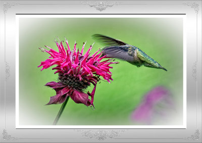 Hummingbirds are loving my Beebalm :) 