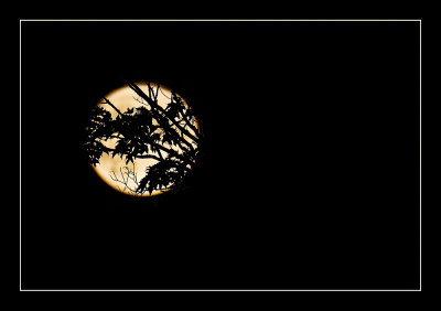 The Buck Moon July 2021