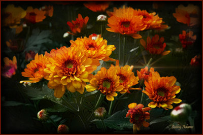 Mums..the last to bloom