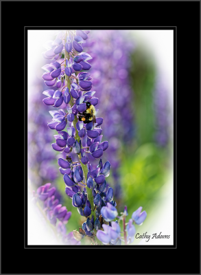 Lupines and Bumble bees.. Love them both!!!!