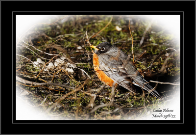 first Robin this Spring :)