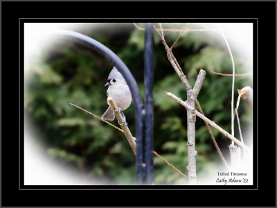 Tufted Titmouse :)