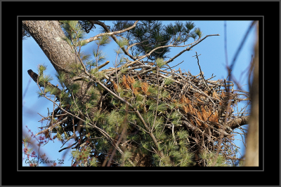 Eagle nest...