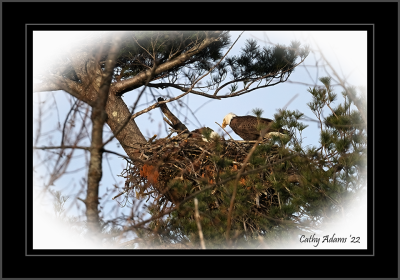 Dinner time at the nest