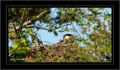 Therre are now 3 chicks in the nest :)