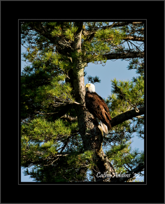 He was watching another group of Juvenile eagles flying over the nest :)