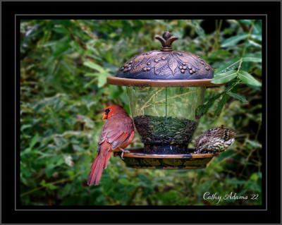 Cardinal and friend :)