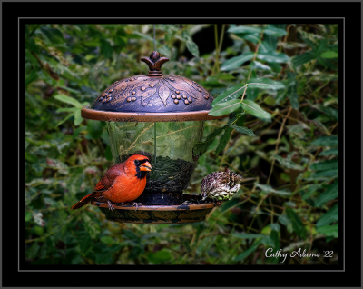 Cardinal and friend :)