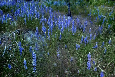 D4F_9840Hwy168Lupin1.jpg