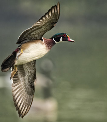 D5A_0883WoodDuckDrk-Recovered.jpg