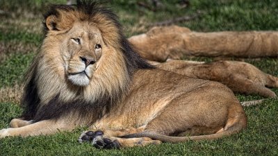 D5A_6444FresnoZooLion1.jpg